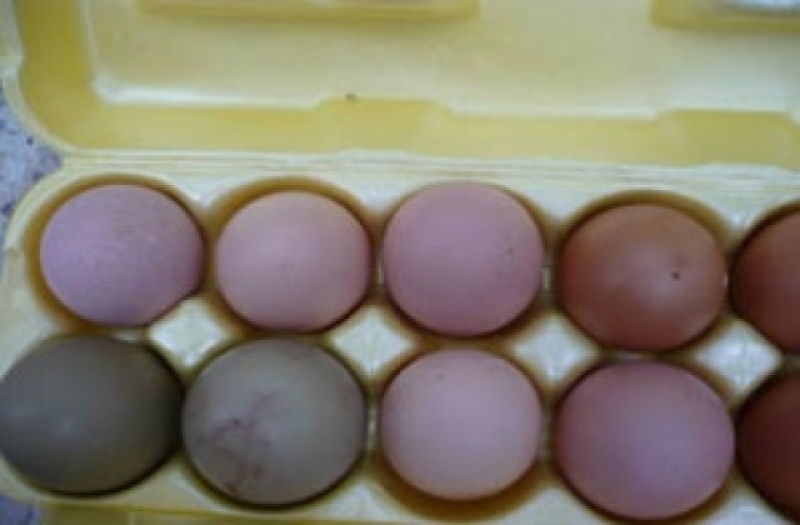 Какви са допустимите нива на фипронил и натровили ли са се хората, консумирали яйцата?