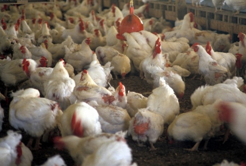 Заради фипронил: 18 000 кокошки под ножа