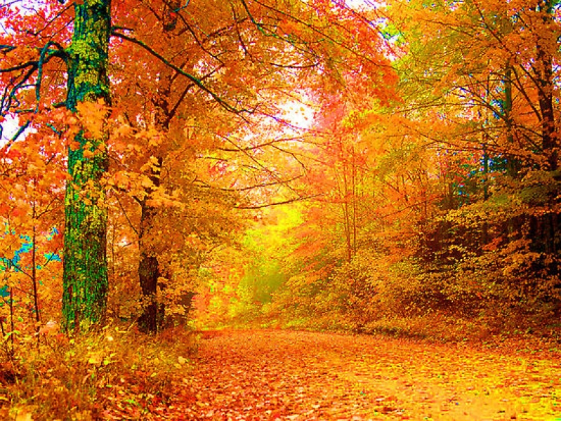 Как есенните цветове ни правят по-щастливи?