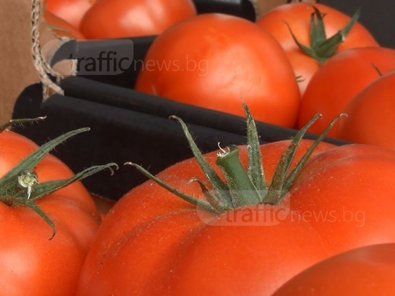Българи берат домати в робски условия в Италия