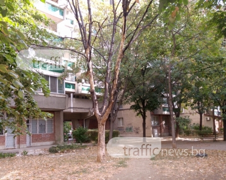 Изсъхнало дърво застрашава живота на играещите си край него деца в Пловдив СНИМКИ