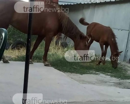 Моторист е в пловдивска болница, блъснал се в… кон