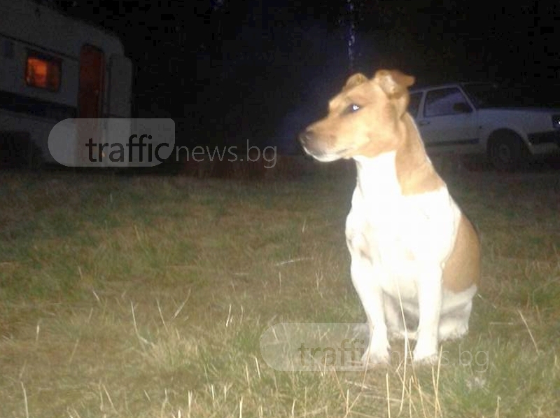 Стопанин загуби кучето си край Асеновград, дава 1000 лева награда СНИМКИ