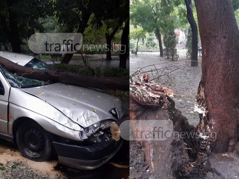 Дървото, размазало две коли в Пловдив, е изгнило из основи СНИМКИ