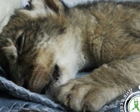 Стъпканите лъвчета от зоопарка в Разград може да не оцелеят