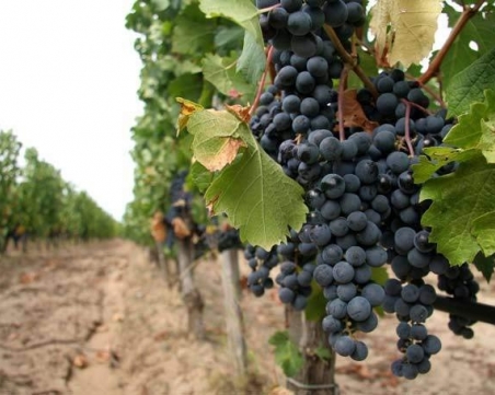 Пловдивчанин отмъкна 100 килограма грозде в Първенец