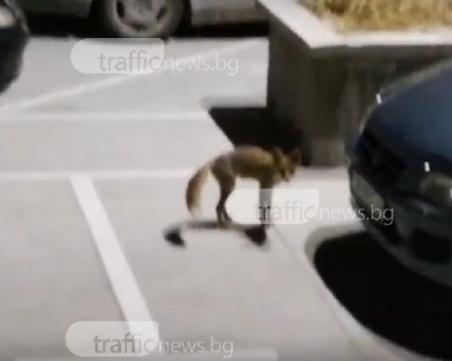 Лисиците в Пловдив станаха повече от котките! Този път заснеха животното в Кючука ВИДЕО