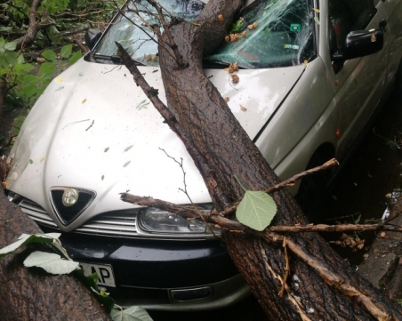 Дърво премаза коли в Пловдив СНИМКА