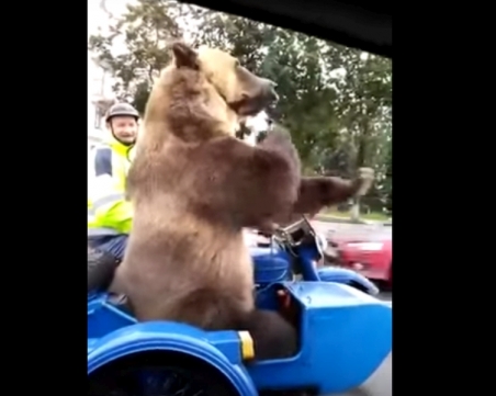 Мечка шашна шофьори, вози се в коша на мотор ВИДЕО