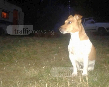 Стопанин загуби кучето си край Асеновград, дава 1000 лева награда СНИМКИ