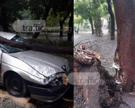 Дървото, размазало две коли в Пловдив, е изгнило из основи СНИМКИ