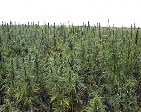 Униформени спипаха “земеделец“ стопанисвал плантация с марихуана