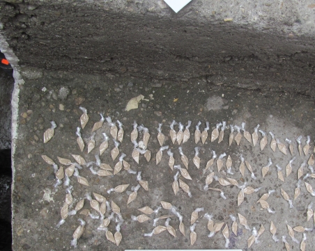 Спецакция на полицията и прокуратурата в Столипиново! Арестуваха трима дилъри на хероин СНИМКИ