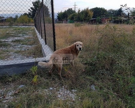 Изгубен Голдън ретрийвър се скита из Смирненски СНИМКИ
