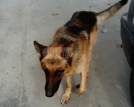 Изгубено куче се скита в Кючука! Върви след хората, търсейки стопаните си СНИМКИ