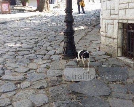 Куче разглежда забележителности в Стария град, търси се собственикът СНИМКА