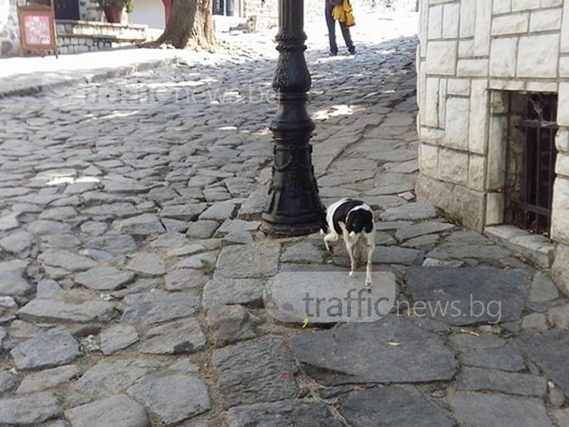 Куче разглежда забележителности в Стария град, търси се собственикът СНИМКА