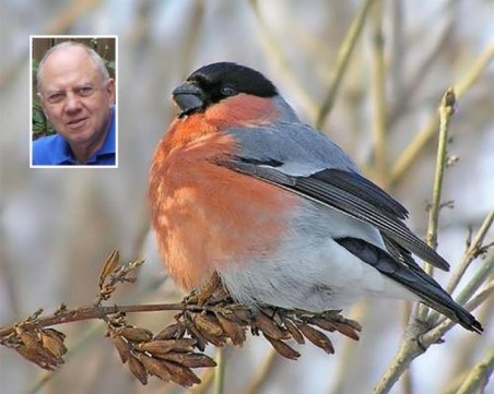 Българските червеношийки