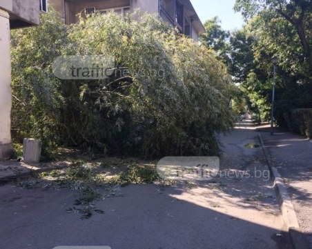 Дърво се стовари до млада жена на улица в Пловдив СНИМКА