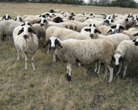 Овчар е със съмнения за зараза с антракс, вкараха го в изолация