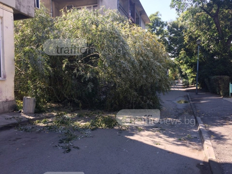 Дърво се стовари до млада жена на улица в Пловдив СНИМКА