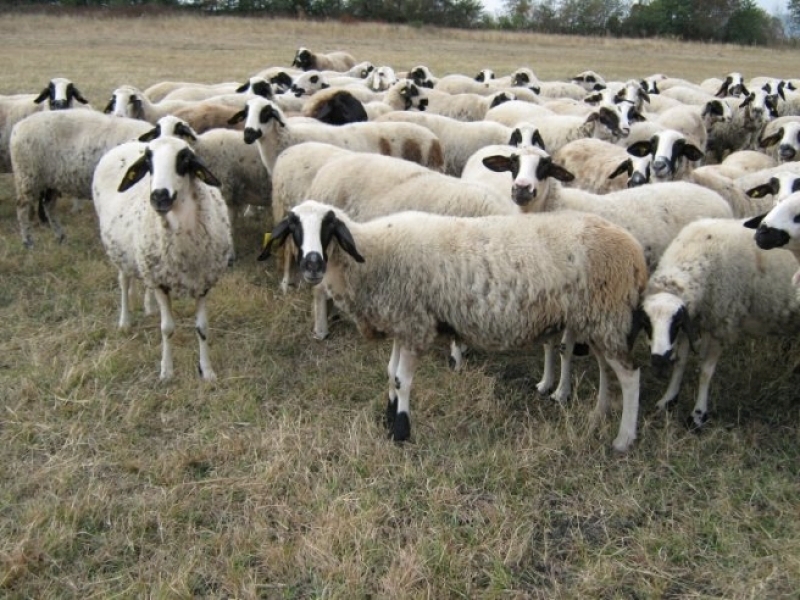 Овчар е със съмнения за зараза с антракс, вкараха го в изолация