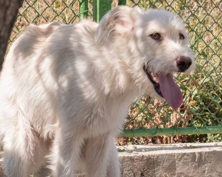 Бял бродник и негови другари търсят своите хора в Пловдив ВИДЕО