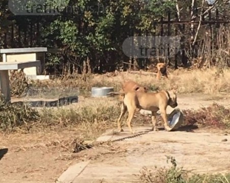 Питбулите от Арената на смъртта в Кършияка вече пораснаха, но съдбата им е неясна