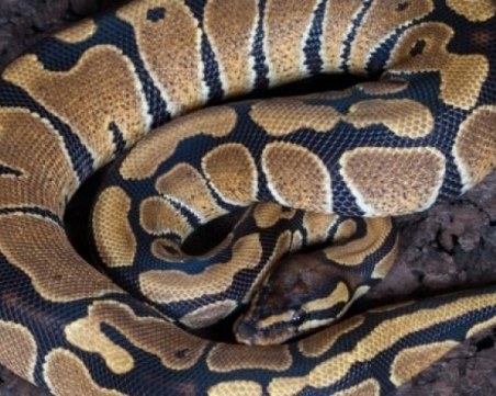 Мъж надви 8-метров питон и го сготви СНИМКА