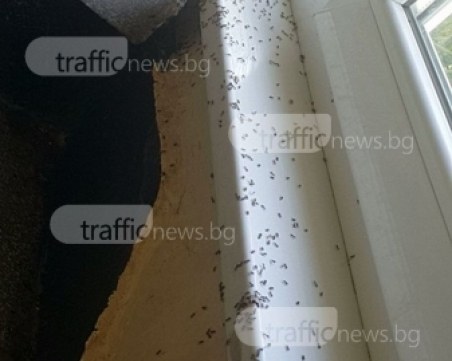 Мравки пълзят по пациенти в пловдивска поликлиника СНИМКИ