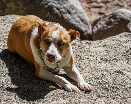 Разярен питбул нахапа възрастен мъж