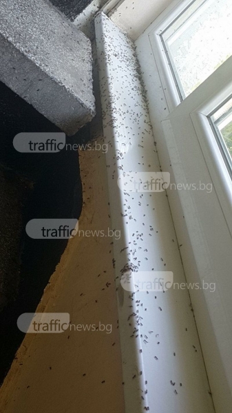 Мравки пълзят по пациенти в пловдивска поликлиника СНИМКИ