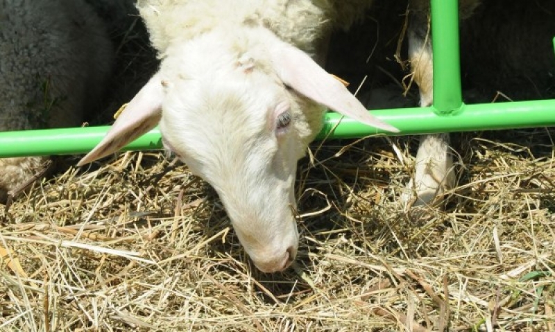 Потвърдено: овчар от Разградско е заразен с антракс