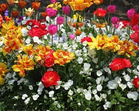 Кои цветя се садят през есента