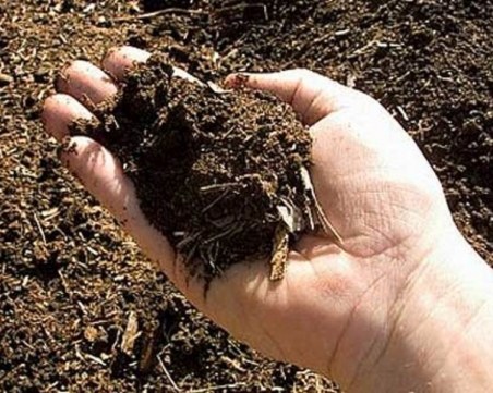 Птичи изпражнения усмърдяха села край Пловдив