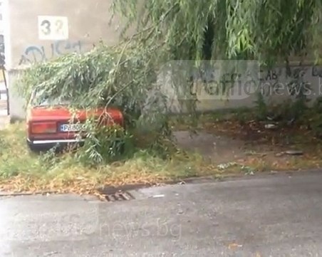 Клони от опасно дърво падат върху коли в Смирненски ВИДЕО