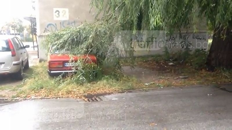 Клони от опасно дърво падат върху коли в Смирненски ВИДЕО