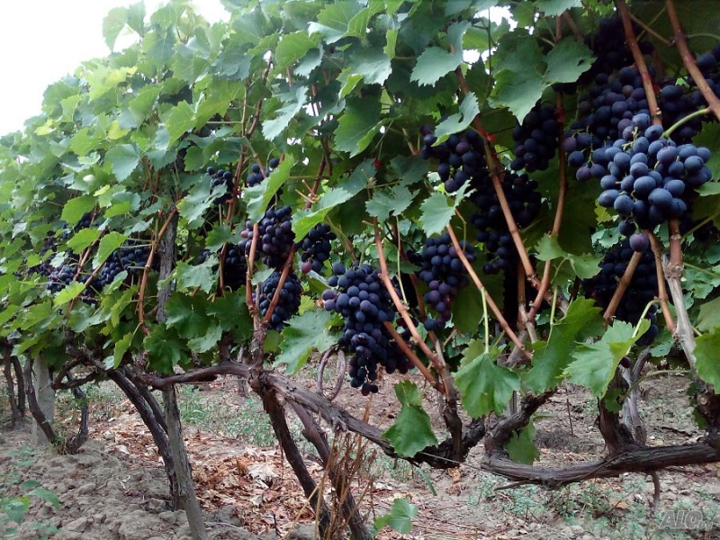 Румънци и гърци масово изкупуват гроздето на пловдивските производители