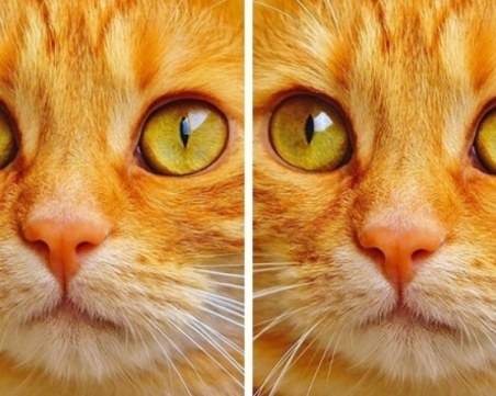 11 картинки с точно по 1 разлика, но можете ли да я откриете? СНИМКИ