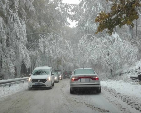 Сняг и паднали дървета блокираха пътища, вижте откъде не може да се мине СНИМКИ