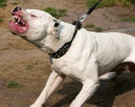 Цял блок се вдигна на бунт заради агресивен питбул, нахапал пенсионерка