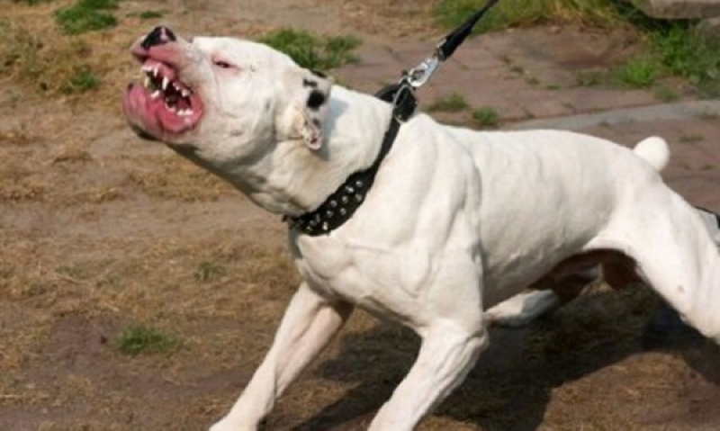 Цял блок се вдигна на бунт заради агресивен питбул, нахапал пенсионерка