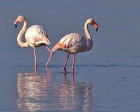 Странно нашествие: Розово фламинго превзе Родопите СНИМКИ