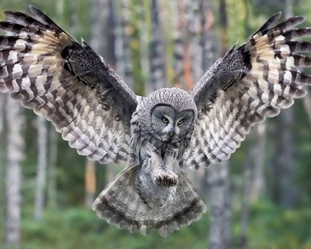 Защитена сова се мушна в комин в хотел в Пампорово