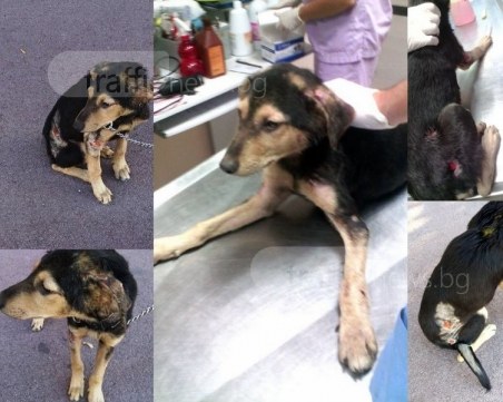 Пребиха зверски кученце и го оставиха да умре в пловдивски вход! Мъж го спаси, търси му родители СНИМКИ