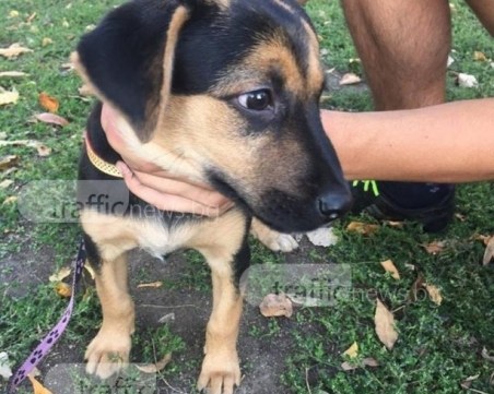 Пловдивчанка откри загубено кученце в Кючука! Познавате ли го? СНИМКИ