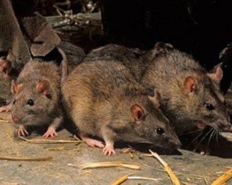 Общината на борба с плъховете. Не паркирайте върху шахти!