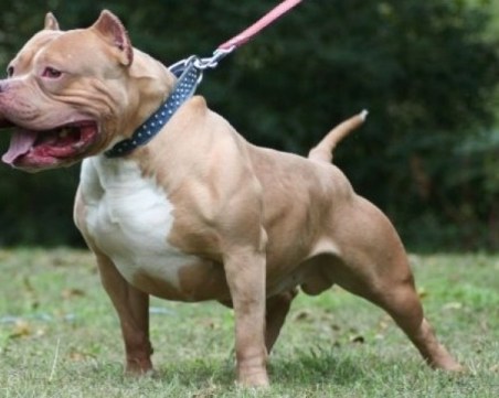 Питбул нахапа дете на година и половина