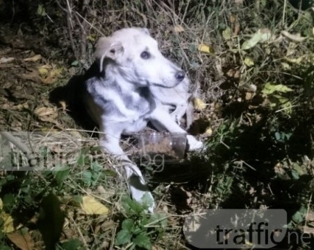 Студентка намери блъснато куче и призова шофьора да постъпи мъжки! Ще откликне ли? СНИМКИ