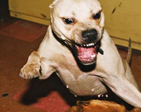 18-месечното момиченце, нахапано от краден питбул, остава в болницата в Пловдив